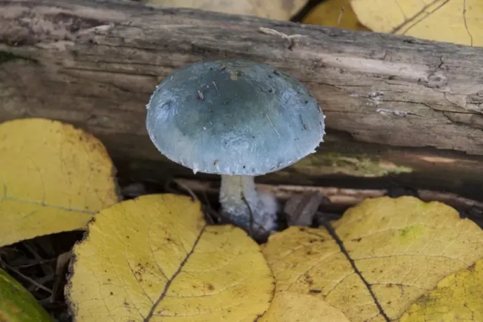 Framed Print : Stropharia aeruginosa, commonly known as the verdigris agaric. At first it is a vivid blue / green