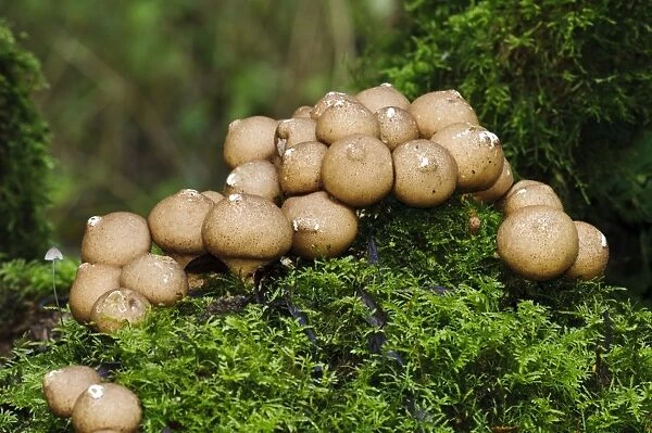 Stump Puffball (Lycoperdon pyriforme) fruiting bodies, group growing on moss covered tree stump