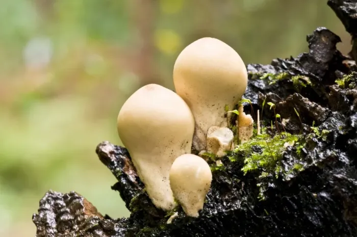Framed Print : Stump Puffball (Lycoperdon pyriforme) fruiting bodies, growing on dead wood, Clumber Park, Nottinghamshire, England Framed Print : Stump Puffball (Lycoperdon pyriforme) fruiting bodies, growing on dead wood, Clumber Park, Nottinghamshire, England