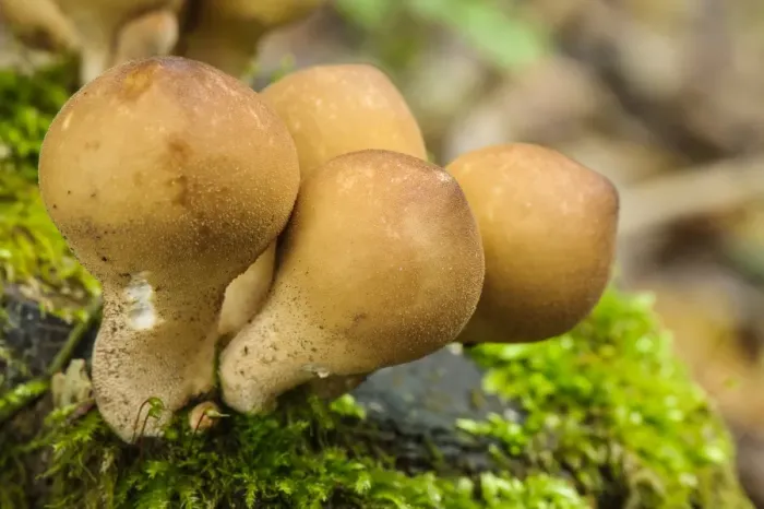 Framed Print : Stump Puffball (Lycoperdon pyriforme) fruiting bodies, Italy, November