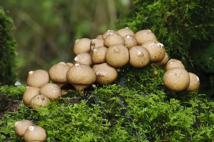Framed Print : Stump Puffball (Lycoperdon pyriforme) fruiting bodies, group growing on moss covered tree stump