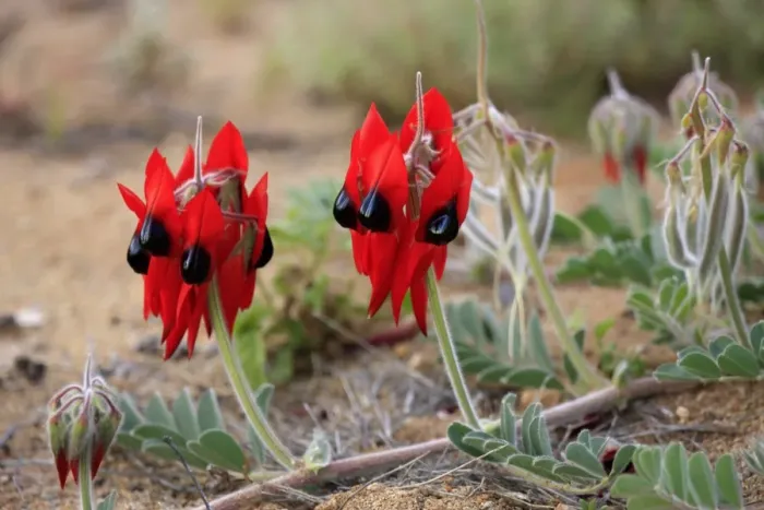 Framed Print : Sturt's Desert Pea (Swainsona formosus) flowering, Sturt N. P. New South Wales, Australia Framed Print : Sturt's Desert Pea (Swainsona formosus) flowering, Sturt N. P. New South Wales, Australia