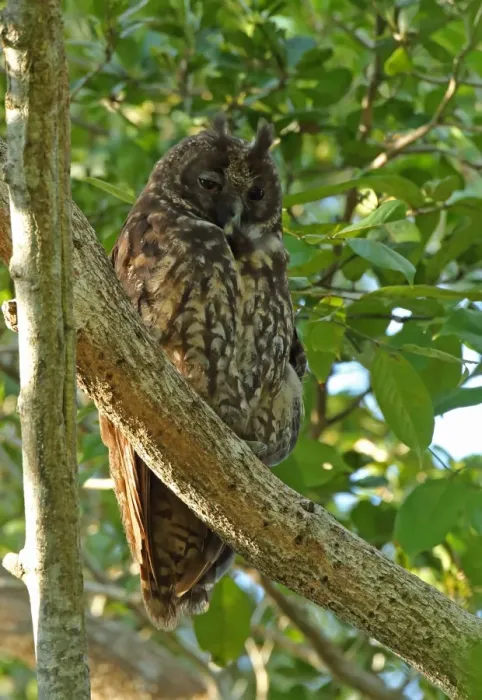 Framed Print : Stygian Owl (Asio stygius siguapa) adult, roosting in tree, Zapata Peninsula, Matanzas Province, Cuba, March Framed Print : Stygian Owl (Asio stygius siguapa) adult, roosting in tree, Zapata Peninsula, Matanzas Province, Cuba, March