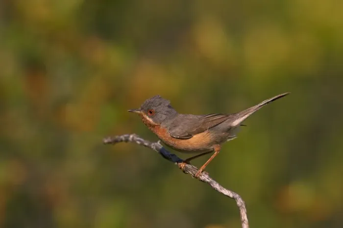 Framed Print : Subalpine Warbler (Sylvia cantillans) adult male, perched on twig, Castilla y Leon, Spain, May Framed Print : Subalpine Warbler (Sylvia cantillans) adult male, perched on twig, Castilla y Leon, Spain, May