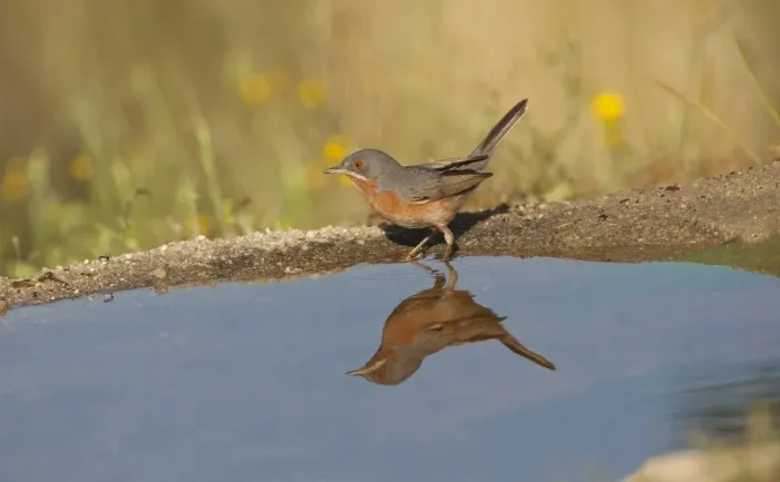 Framed Print : Subalpine Warbler (Sylvia cantillans) adult male, drinking at pool with reflection, Spain, may Framed Print : Subalpine Warbler (Sylvia cantillans) adult male, drinking at pool with reflection, Spain, may