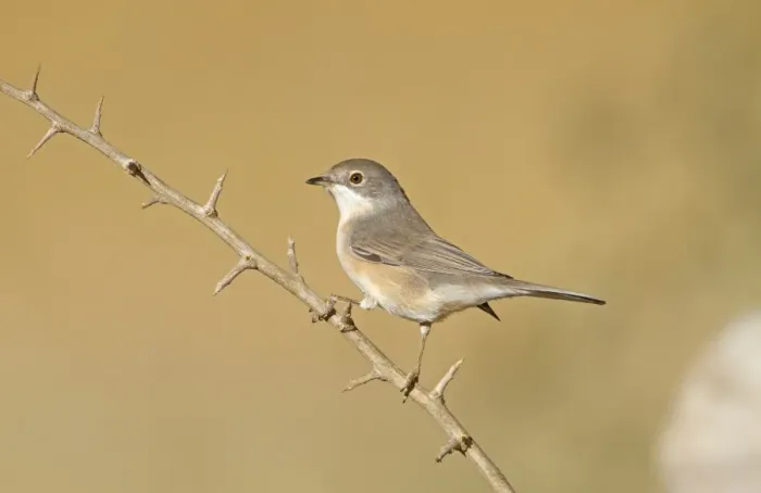 Framed Print : Subalpine Warbler (Sylvia cantillans) autumn female  /  immature, perched on twig, Northern Spain, september