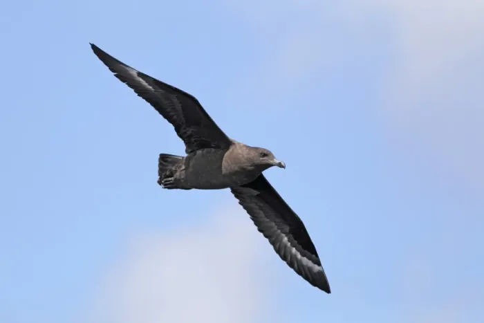 Framed Print : Subantarctic Skua (Stercorarius lonnbergi) adult, in flight over sea, off Cape Town, Western Cape, South Africa Framed Print : Subantarctic Skua (Stercorarius lonnbergi) adult, in flight over sea, off Cape Town, Western Cape, South Africa