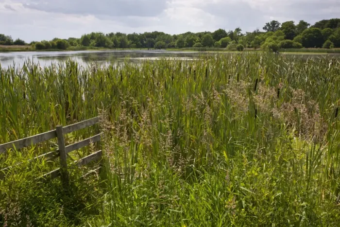 Framed Print : Subsidence lake with reedmace fringe over former coal mine site, Arcot, Northumberland, England, july Framed Print : Subsidence lake with reedmace fringe over former coal mine site, Arcot, Northumberland, England, july