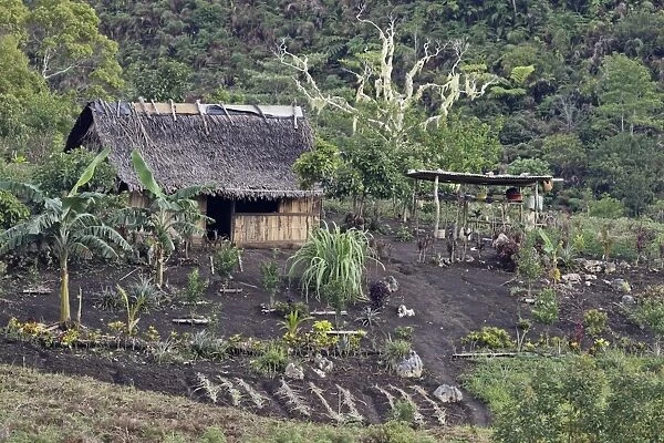 Subsistence farmhouse and garden, Lelet Plateau, New Ireland, Bismarck Archipelago, Papua New Guinea, April