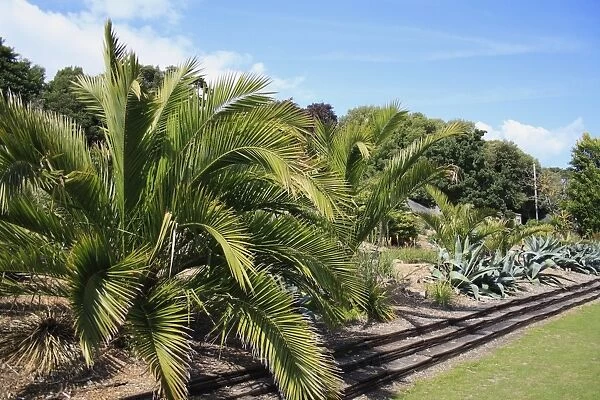 Subtropical palms and aloes growing in terraced scree garden, in botanic gardens with sheltered microclimate