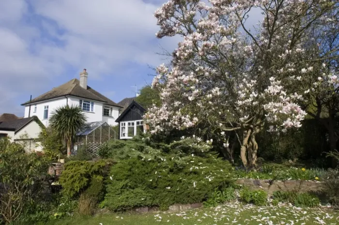 Framed Print : Suburban garden with flowering magnolia, Kent, England, spring