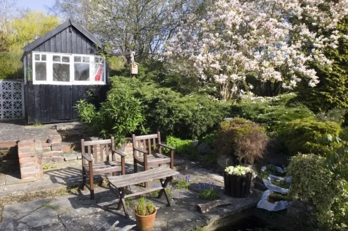 Framed Print : Suburban garden with flowering magnolia, chairs and shed, Kent, England, spring Framed Print : Suburban garden with flowering magnolia, chairs and shed, Kent, England, spring