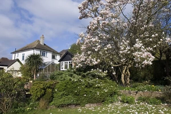 Suburban garden with flowering magnolia, Kent, England, spring