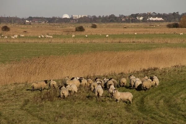 Suffolk Black faced sheep grazing the sea wall Sudbourne Marsh looking towards Sizewell Nuclear Power Station. Suffolk