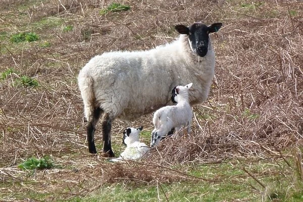 Suffolk cross ewe with young lambs