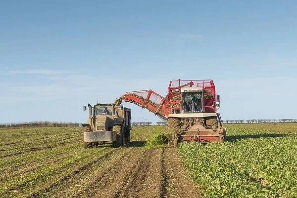 Sugar Beet (Beta vulgaris) crop, self-propelled harvester harvesting and loading trailer with roots, Norfolk, England