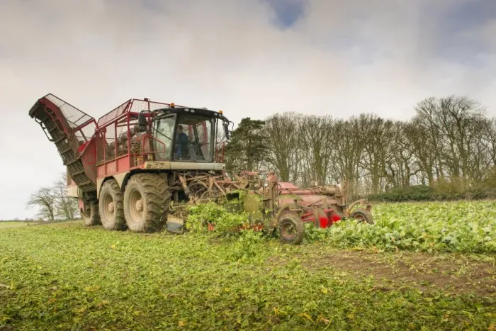 Framed Print : Sugar Beet (Beta vulgaris) crop, self-propelled harvester harvesting field, Norfolk, England, January Framed Print : Sugar Beet (Beta vulgaris) crop, self-propelled harvester harvesting field, Norfolk, England, January