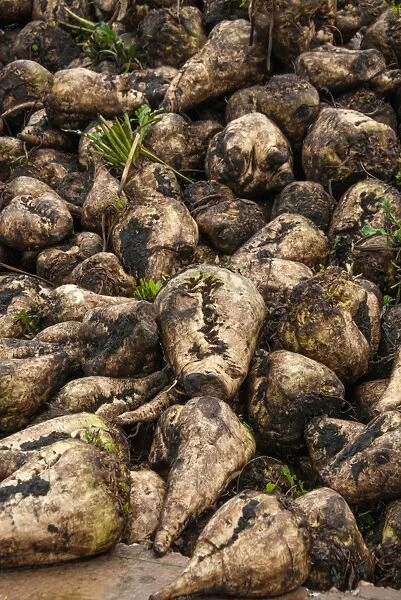 Sugar Beet (Beta vulgaris) crop, heap of harvested roots, Telford, Shropshire, England, december