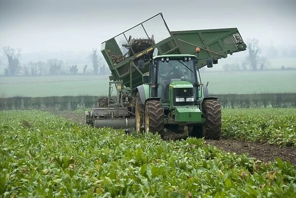 Sugar Beet (Beta vulgaris) crop, John Deere tractor with harvester, harvesting roots in field, Telford, Shropshire