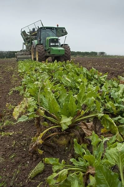 Sugar Beet (Beta vulgaris) crop, John Deere tractor with harvester, harvesting roots in field, Telford, Shropshire
