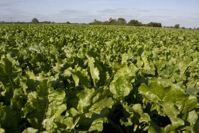Framed Print : Sugar Beet (Beta vulgaris) crop, growing in field, Wetheringsett, Suffolk, England, July
