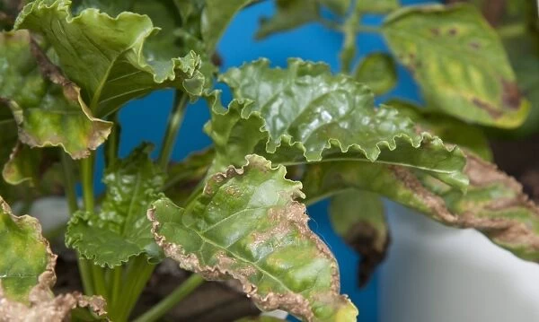 Sugar Beet (Beta vulgaris) potassium deficiency, close-up of leaves