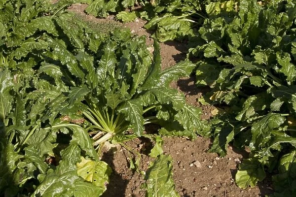 Sugar beet, a cultivated plant of Beta vulgaris, is a plant whose tuber contains a high concentration of sucrose