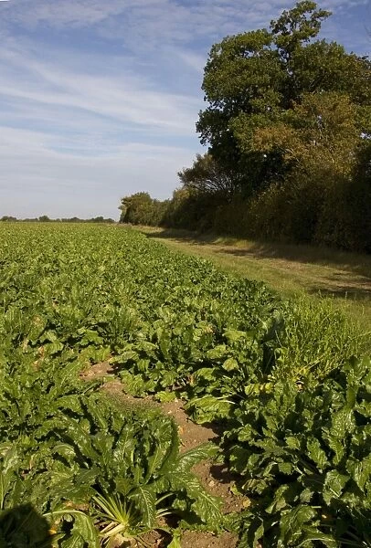 Sugar beet field with set a side strip, a cultivated plant of Beta vulgaris