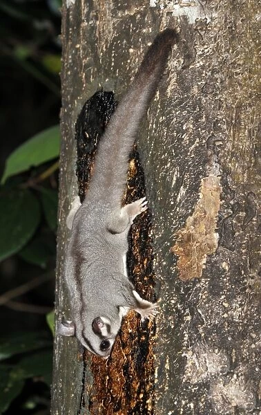 Sugar Glider (Petaurus breviceps) adult, feeding on tree sap at night, Atherton Tableland, Great Dividing Range