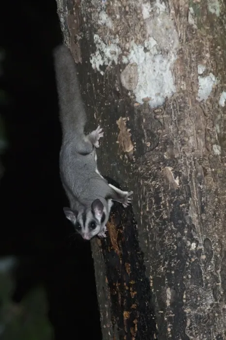 Framed Print : Sugar Glider (Petaurus breviceps) adult, feeding on tree sap at night, Queensland, Australia