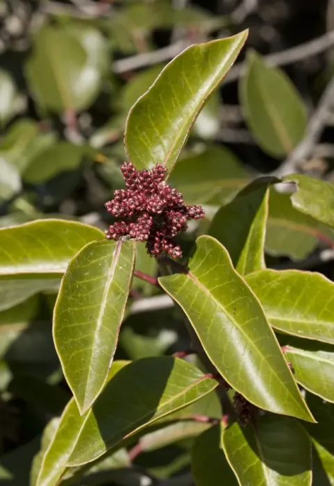 Framed Print : Sugar Sumac (Rhus ovata) close-up of leaves and flowerbuds, growing in dry chaparral, California, U. S. A. february Framed Print : Sugar Sumac (Rhus ovata) close-up of leaves and flowerbuds, growing in dry chaparral, California, U. S. A. february
