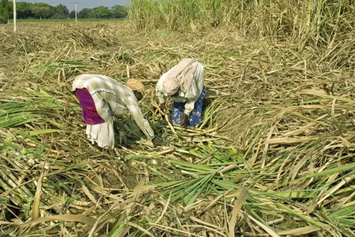 Framed Print : Sugarcane (Saccharum officinarum) crop, workers hand picking cut stems, Theni, Tamil Nadu, India
