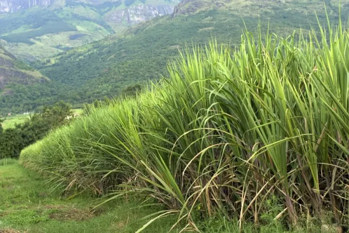 Framed Print : Sugarcane (Saccharum officinarum) crop, growing in valley field, Kanthalloor, Western Ghats, Kerala, India Framed Print : Sugarcane (Saccharum officinarum) crop, growing in valley field, Kanthalloor, Western Ghats, Kerala, India