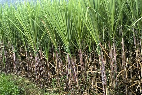 Sugarcane (Saccharum officinarum) crop, plants tied together to avoid falling on ripening, Kanthalloor, Western Ghats