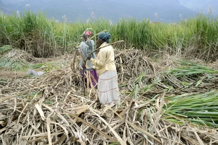 Framed Print : Sugarcane (Saccharum officinarum) crop, women workers cutting stems, Marayur, Idukki District, Kerala, India, December Framed Print : Sugarcane (Saccharum officinarum) crop, women workers cutting stems, Marayur, Idukki District, Kerala, India, December