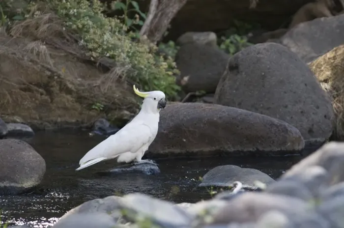 Framed Print : Sulphur-crested Cockatoo (Cacatua galerita) adult, drinking, standing on rock in stream, Queensland, Australia