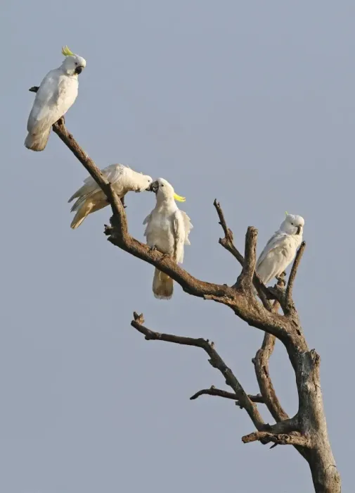 Framed Print : Sulphur-crested Cockatoo (Cacatua galerita) four adults, perched on dead branch, Queensland, Australia, October