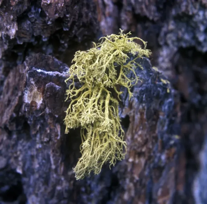 Framed Print : Sulphur Lichen Framed Print : Sulphur Lichen