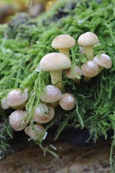 Sulphur Tuft Fungi (Hypholoma fasciculare) fruiting bodies, growing amongst moss in woodland, Cannock Chase