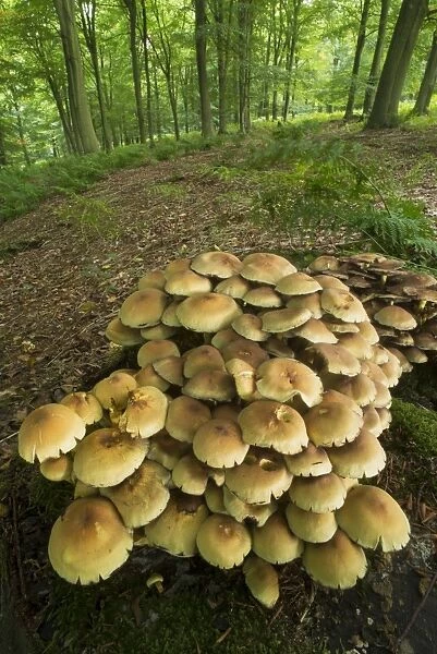 Sulphur Tuft Fungi (Hypholoma fasciculare) fruiting bodies, cluster growing on stump in beech woodland habitat