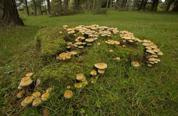 Sulphur Tuft Fungi (Hypholoma fasciculare) fruiting bodies, growing in woodland habitat, Derbyshire, England, October