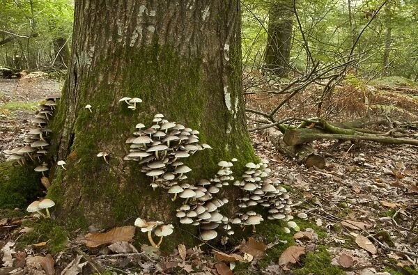 Sulphur Tuft Fungi (Hypholoma fasciculare) fruiting bodies, growing on decaying tree trunk, Langley Wood National Nature Reserve, Wiltshire, England, september