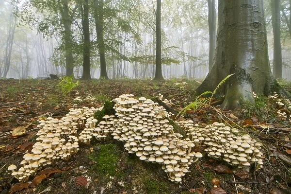 Sulphur Tuft Fungi (Hypholoma fasciculare) fruiting bodies, cluster growing in misty beechwood habitat, Kings Wood