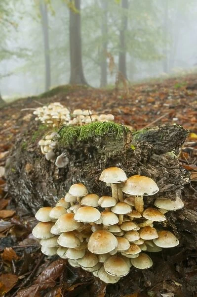 Sulphur Tuft Fungi (Hypholoma fasciculare) fruiting bodies, cluster growing on log in misty beechwood, Kings Wood