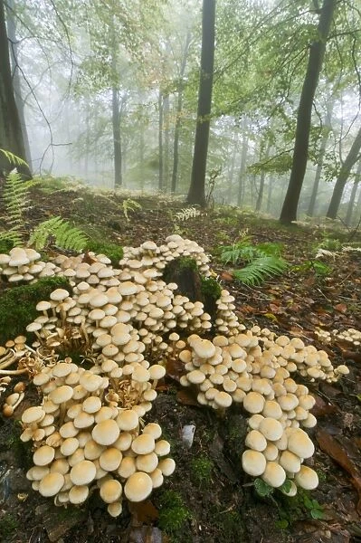 Sulphur Tuft Fungi (Hypholoma fasciculare) fruiting bodies, cluster growing in misty beechwood habitat, Kings Wood
