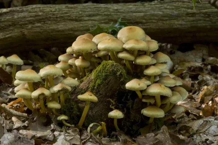 Framed Print : Sulphur Tuft Fungi (Hypholoma fasciculare) fruiting bodies, growing on decaying wood, Hampshire, England, september