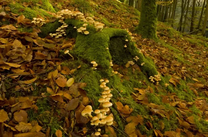 Framed Print : Sulphur Tuft Fungi (Hypholoma fasciculare) fruiting bodies, mass growing on moss covered on beech stump in woodland Framed Print : Sulphur Tuft Fungi (Hypholoma fasciculare) fruiting bodies, mass growing on moss covered on beech stump in woodland