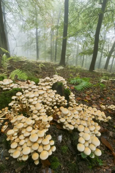 Framed Print : Sulphur Tuft Fungi (Hypholoma fasciculare) fruiting bodies, cluster growing in misty beechwood habitat, Kings Wood Framed Print : Sulphur Tuft Fungi (Hypholoma fasciculare) fruiting bodies, cluster growing in misty beechwood habitat, Kings Wood