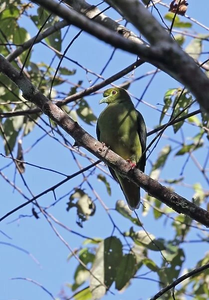 Sumatran Green-pigeon (Treron oxyurus) adult, perched on branch, Kerinci Seblat N. P