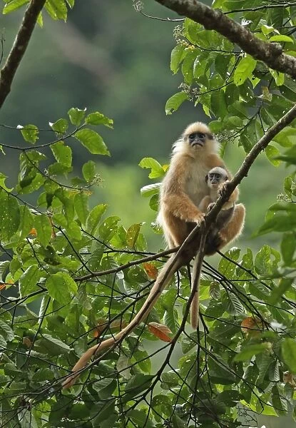 Sumatran Surili (Presbytis melalophos) adult female with baby, sitting on branch, Kerinci Seblat N. P